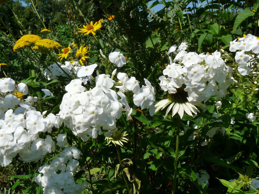 NN - timpuriu - 2017 - Phlox - brumarele