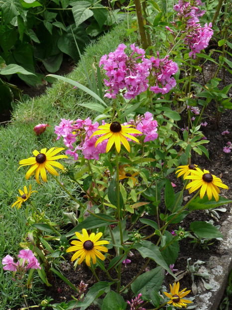  - 2017 - Phlox - brumarele