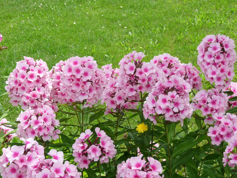  - 2017 - Phlox - brumarele