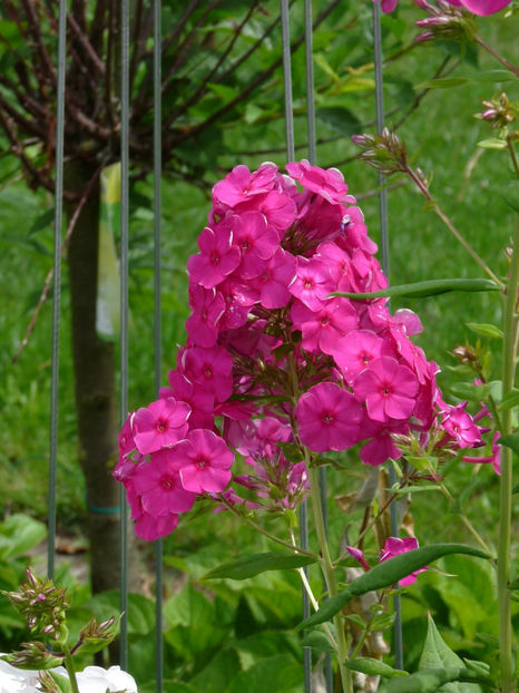  - 2017 - Phlox - brumarele