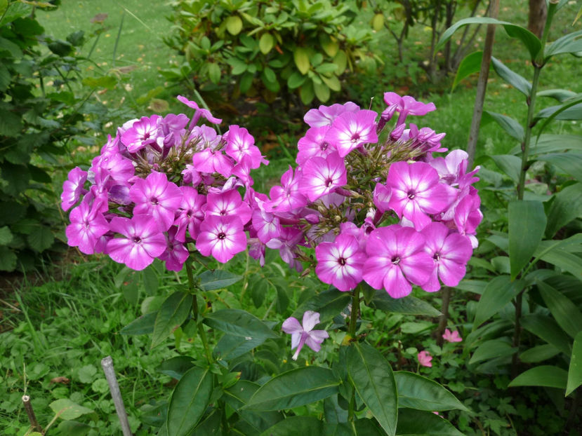  - 2017 - Phlox - brumarele