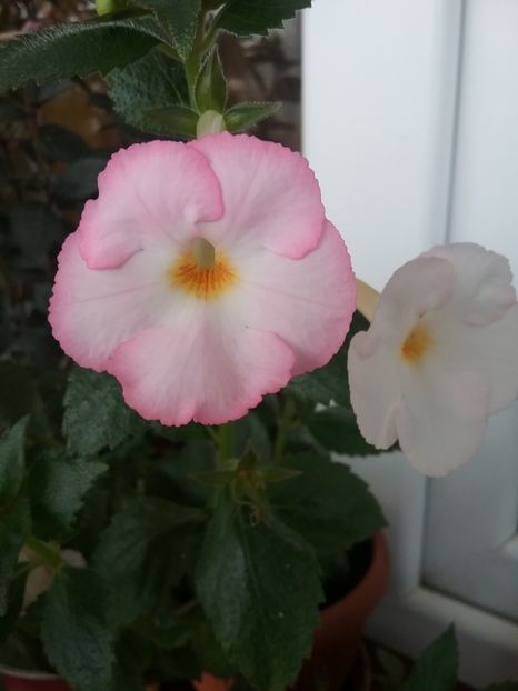  - Vie en Rose