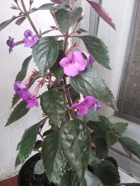  - Violaceea semiplena