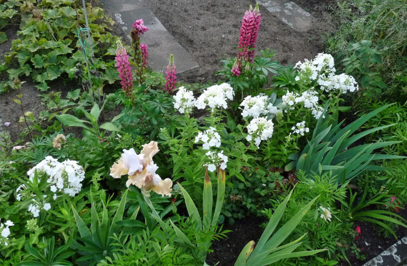  - 2017 - Phlox - brumarele