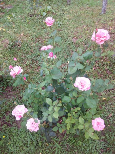  - TRANDAFIRI 2017_2018