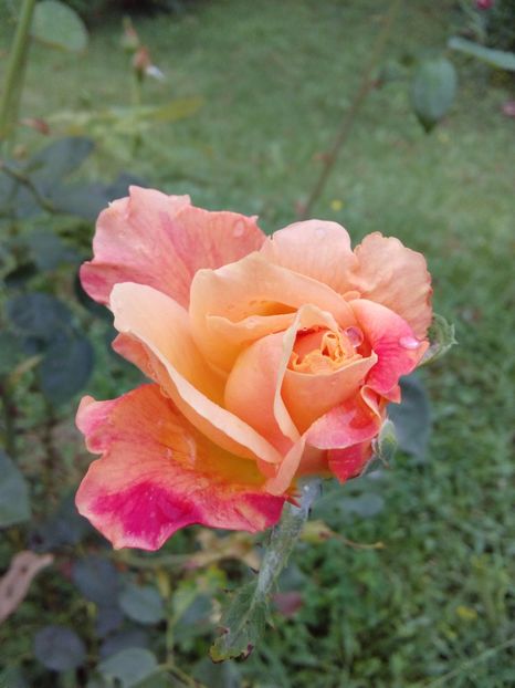  - TRANDAFIRI 2017_2018