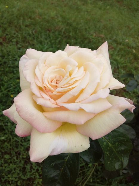  - TRANDAFIRI 2017_2018