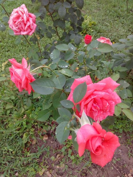  - TRANDAFIRI 2017_2018