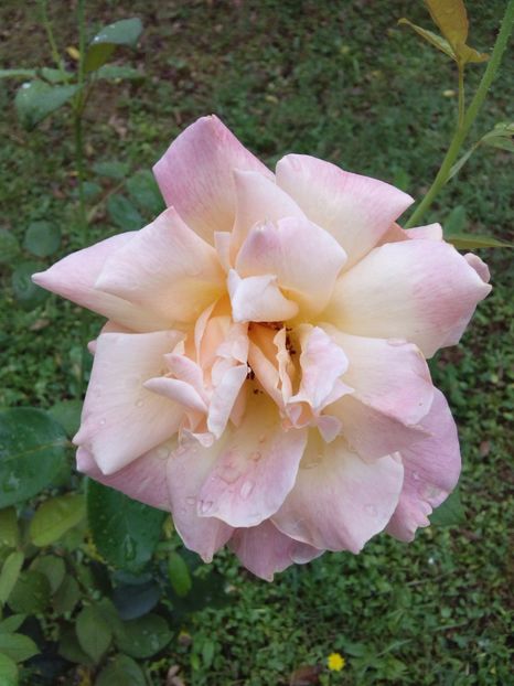  - TRANDAFIRI 2017_2018