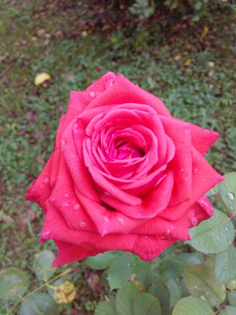  - TRANDAFIRI 2017_2018