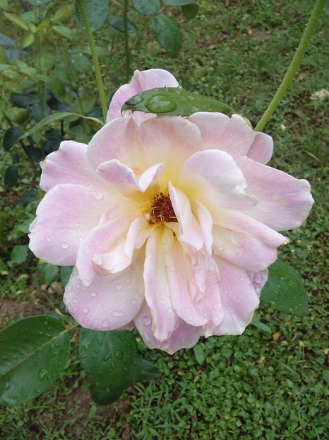  - TRANDAFIRI 2017_2018