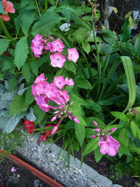  - 2017 - Phlox - brumarele