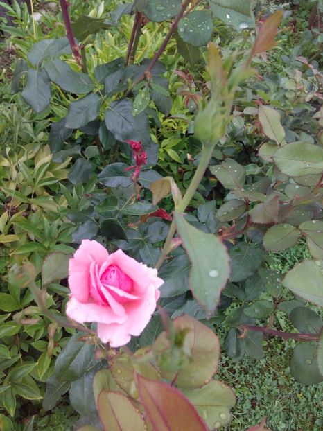  - TRANDAFIRI 2017_2018