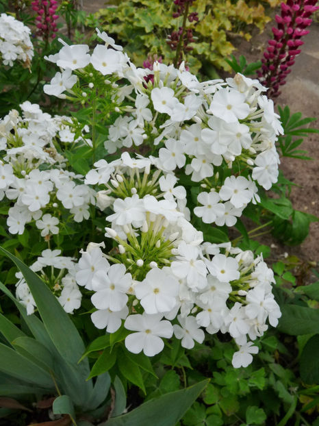 NN - 2017 - Phlox - brumarele