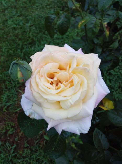  - TRANDAFIRI 2017_2018