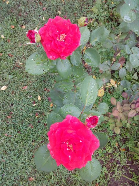  - TRANDAFIRI 2017_2018