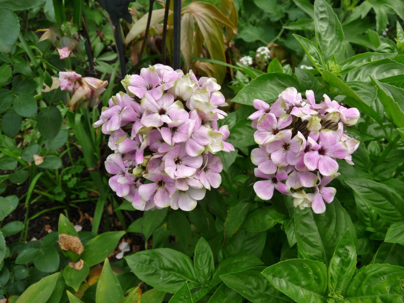  - 2017 - Phlox - brumarele