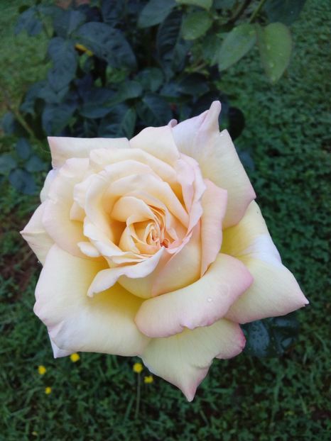  - TRANDAFIRI 2017_2018