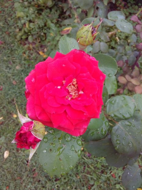  - TRANDAFIRI 2017_2018