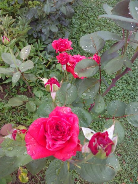  - TRANDAFIRI 2017_2018