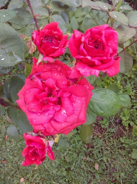  - TRANDAFIRI 2017_2018