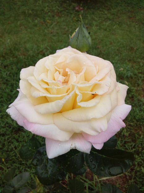  - TRANDAFIRI 2017_2018