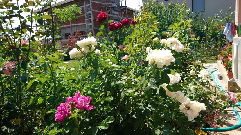  - Uetersener klosterrose- urcator