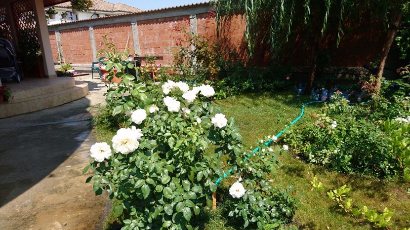  - Uetersener klosterrose- urcator