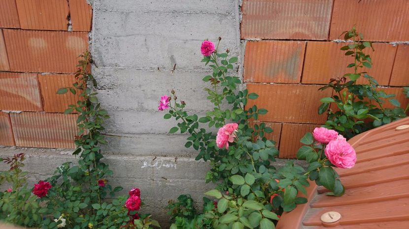  - Gradina Iulie 2017