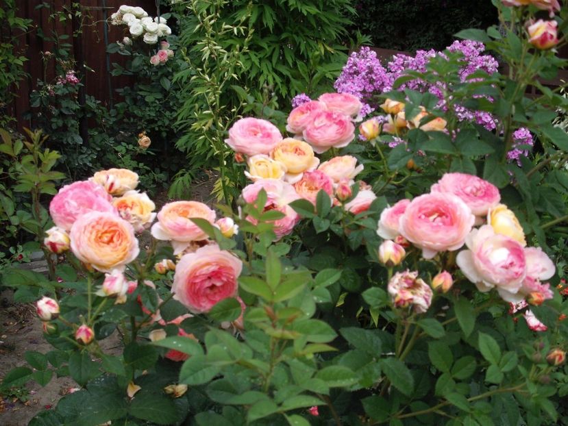 Rosomane Janon - Rosomane Janon