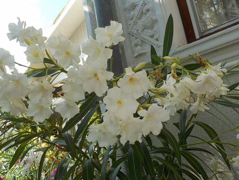  - mont blanc leandru nr 22