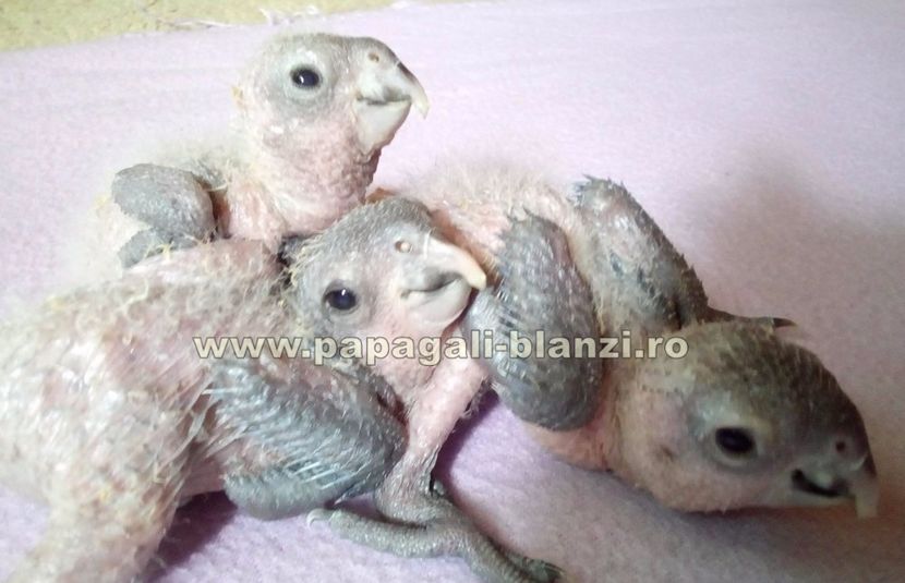 Caique - Blackheaded parrot - papagali blanzi Caique