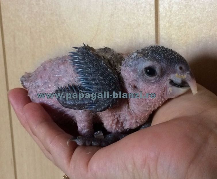 Caique - Blackheaded parrot - papagali blanzi Caique