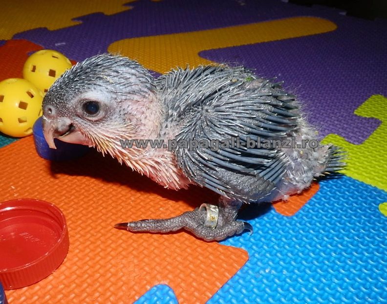 Caique - Blackheaded parrot - papagali blanzi Caique