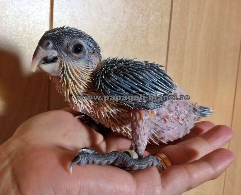 Caique - Blackheaded parrot - papagali blanzi Caique