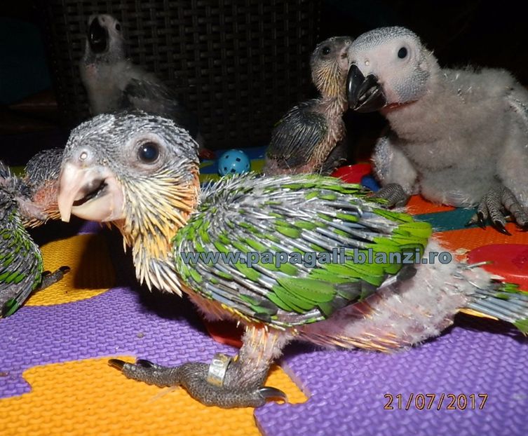 Caique - Blackheaded parrot - papagali blanzi Caique