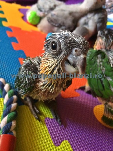 Caique - Blackheaded parrot - papagali blanzi Caique