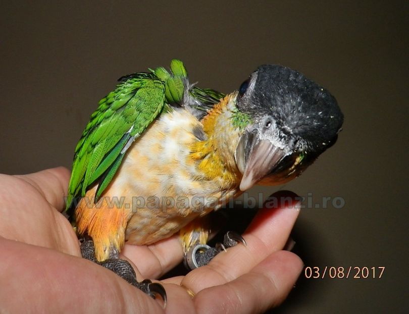 Caique - Blackheaded parrot - papagali blanzi Caique