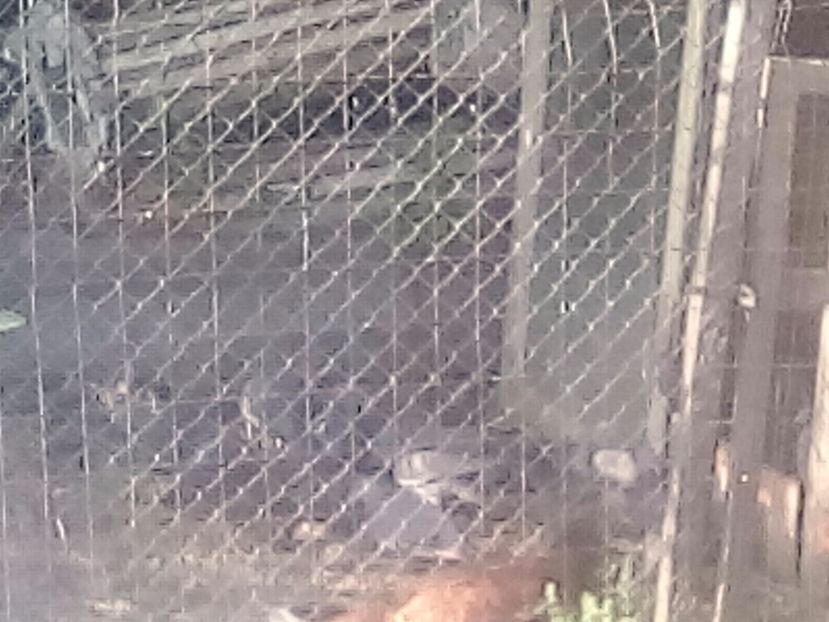  - PORUMBEI SALBATICI CALATORI nu mai dețin