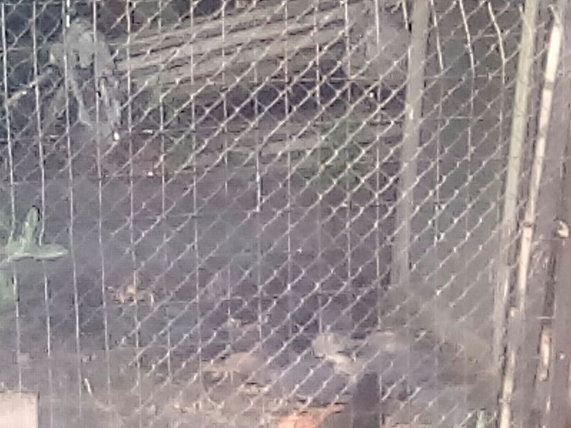  - PORUMBEI SALBATICI CALATORI nu mai dețin