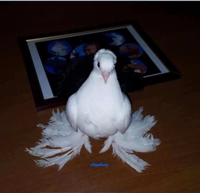  - A--PORUMBEII MEI