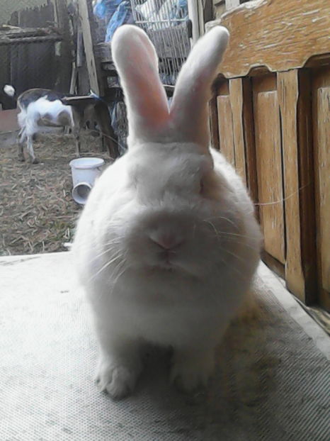  - Masculi Neo pt 2017-2018