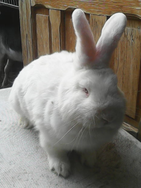  - Masculi Neo pt 2017-2018