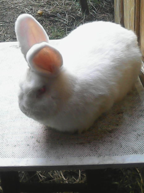  - Masculi Neo pt 2017-2018