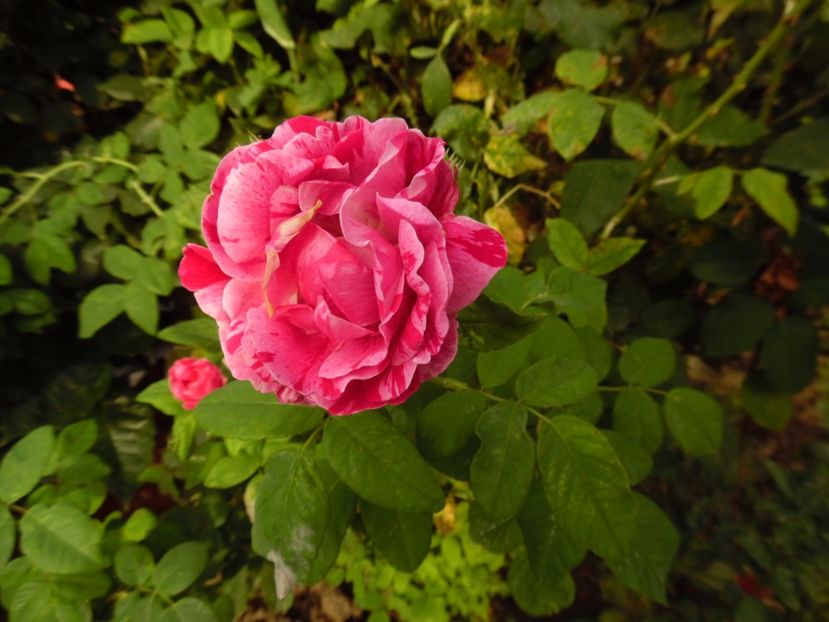  - Dimov 21 Honorine de Brabant
