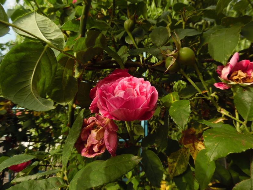  - Dimov 21 Honorine de Brabant