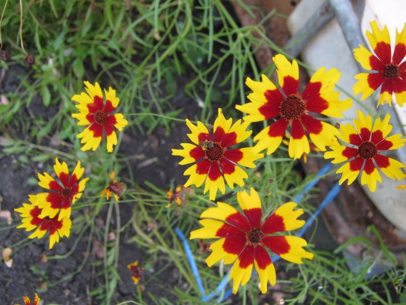  - A-A Gradina cu flori 2017