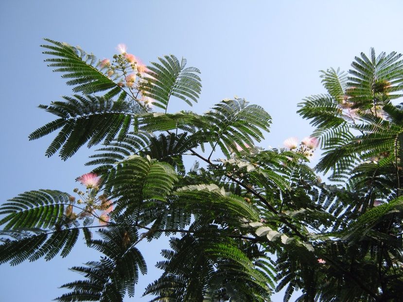  - A-A Gradina cu flori 2017