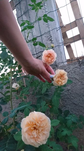  - Gradina august 2017