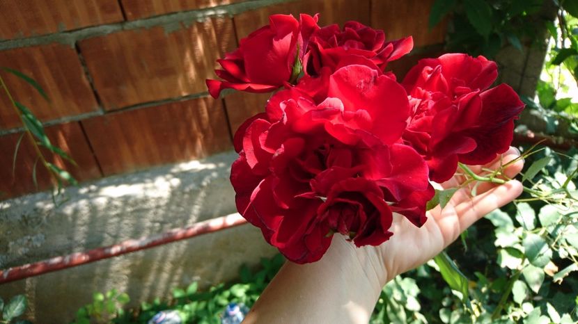  - Gradina august 2017